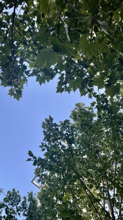 Nature 199363