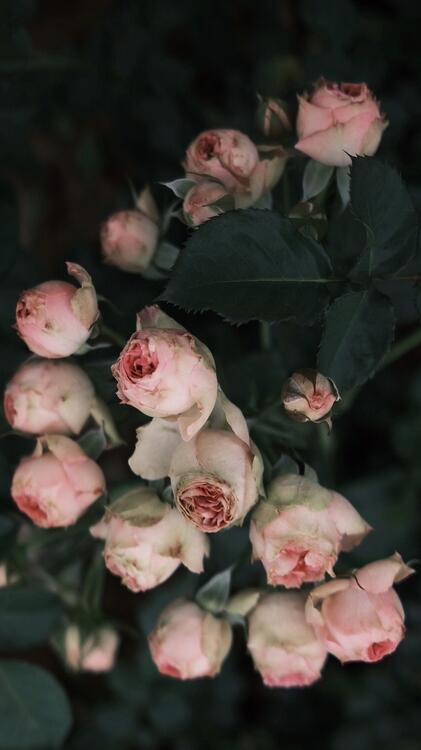 Fondo fondos estéticos para iPhone