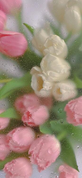 Spring 221798