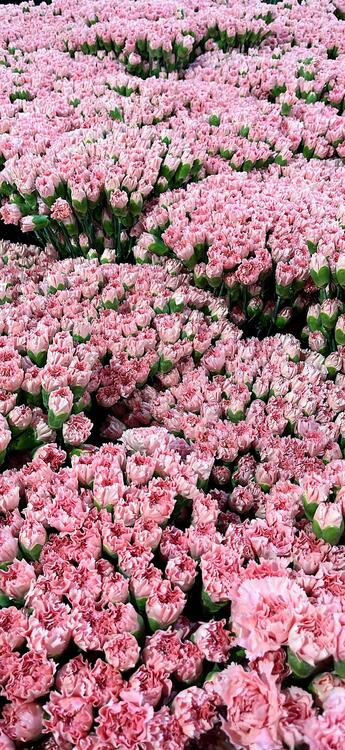 Primavera 250632