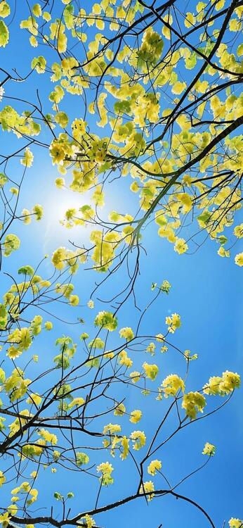 Spring 264711