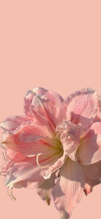 Spring 252831