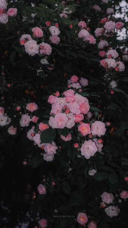壁纸精美iPhone壁纸