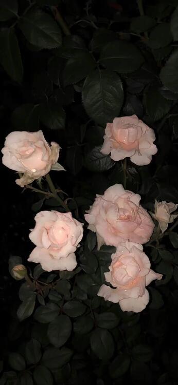 Spring 239136