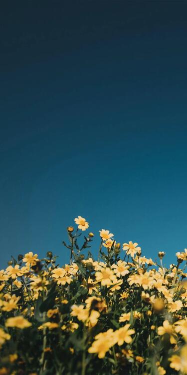 Spring 223336