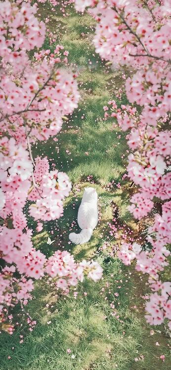 Spring 298439
