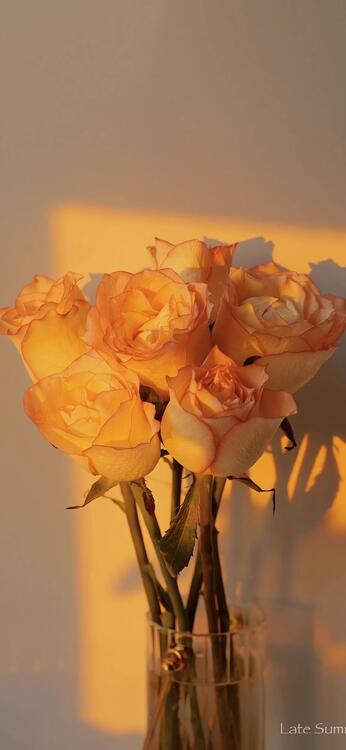Spring 240271