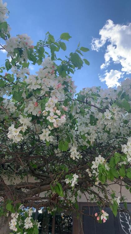 Spring 210436