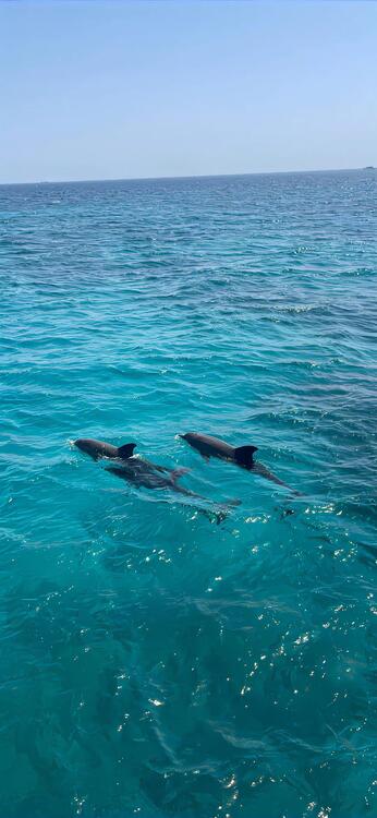 Teal 276666
