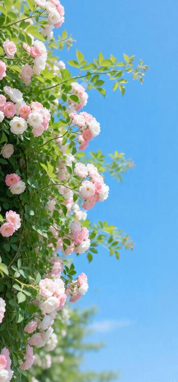 桌布精美iPhone桌布