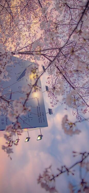 Spring 267205