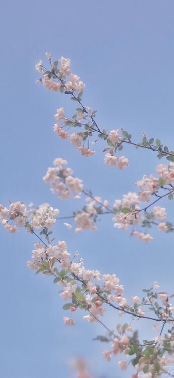 春天 103490