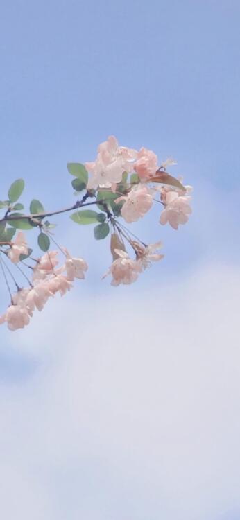 Spring 103433