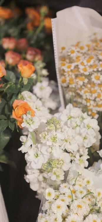 Primavera 103426