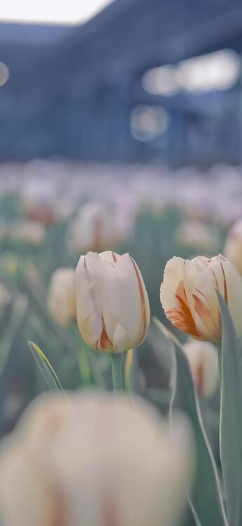 Primavera