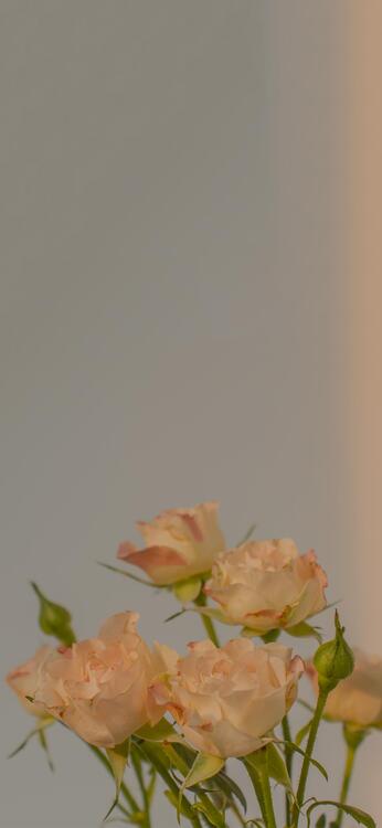 壁纸精美iPhone壁纸