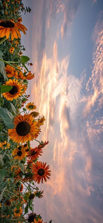 Primavera