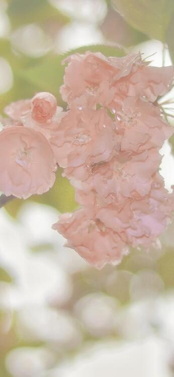 Spring 103434
