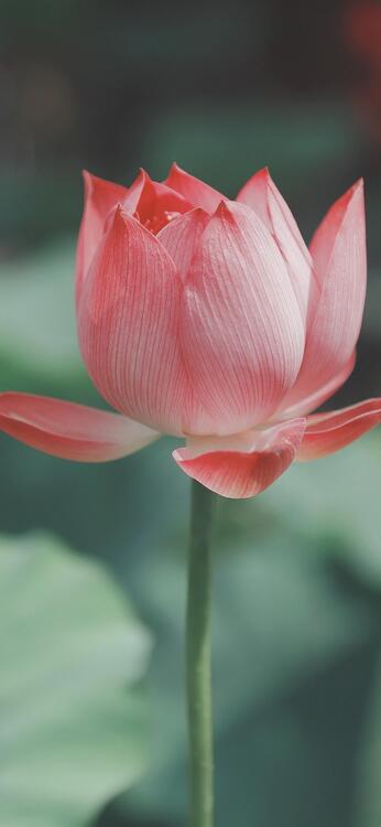 Spring 103498