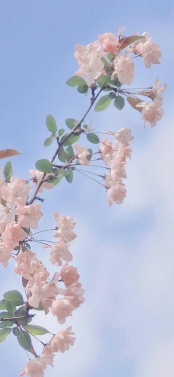 Spring 103464