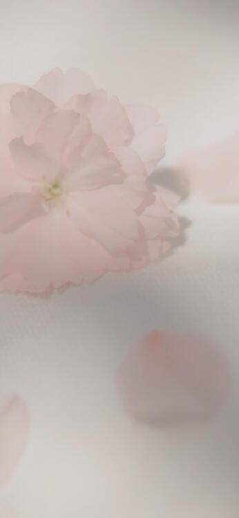 Primavera