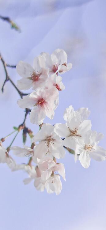 Spring 103460