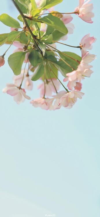 Primavera 103432