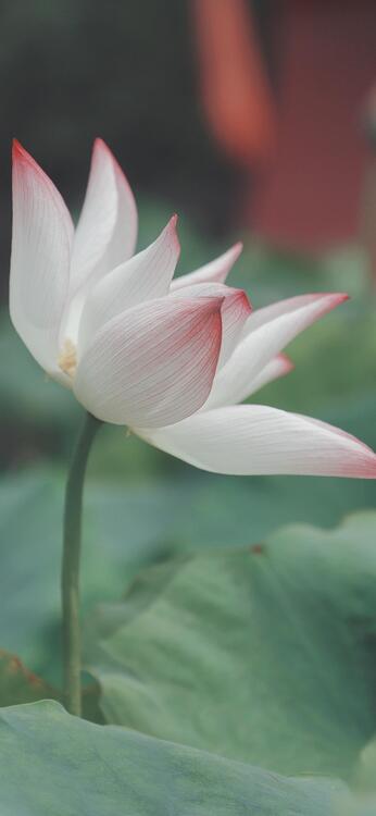 Spring 103529