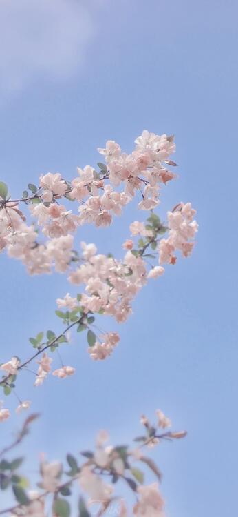 Spring 103503