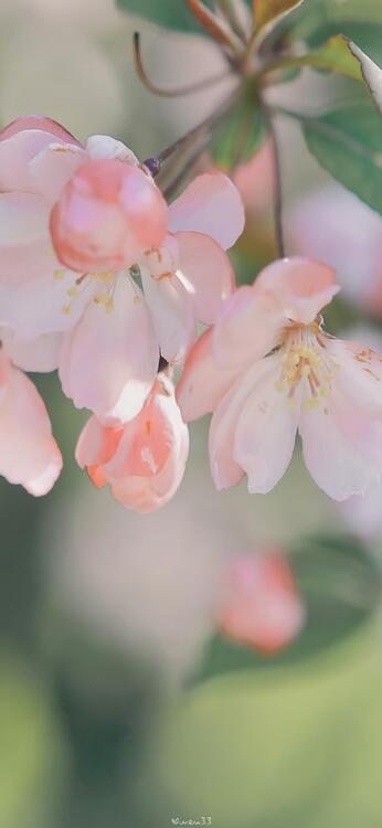 Spring 103485