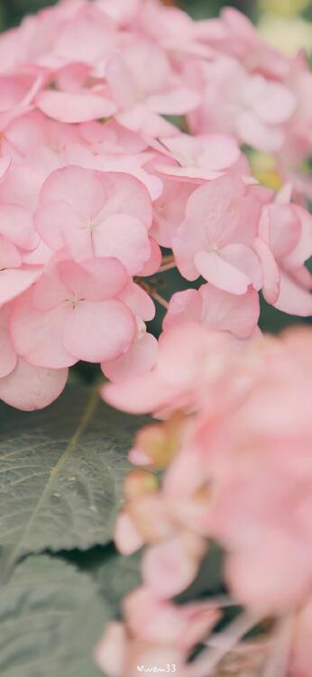 Spring 103486