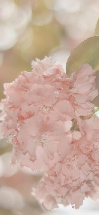 Primavera 103512
