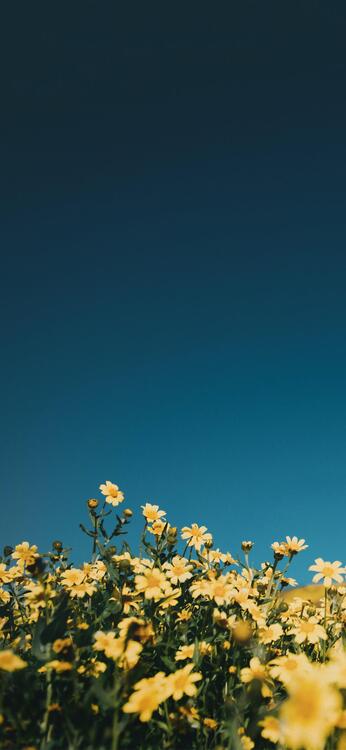 Spring 103506