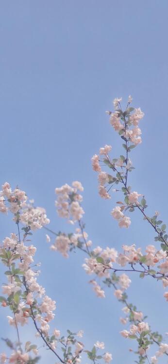 Primavera 103459