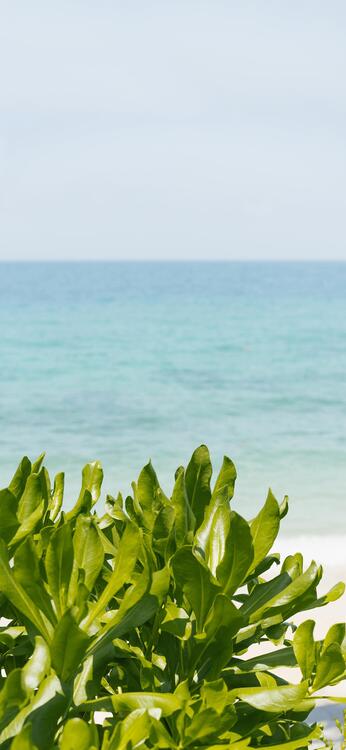 Playa 103153