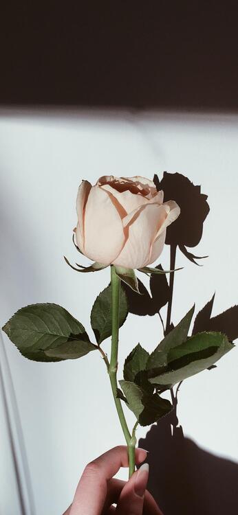 Spring 120090