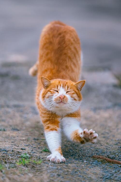 猫 116484