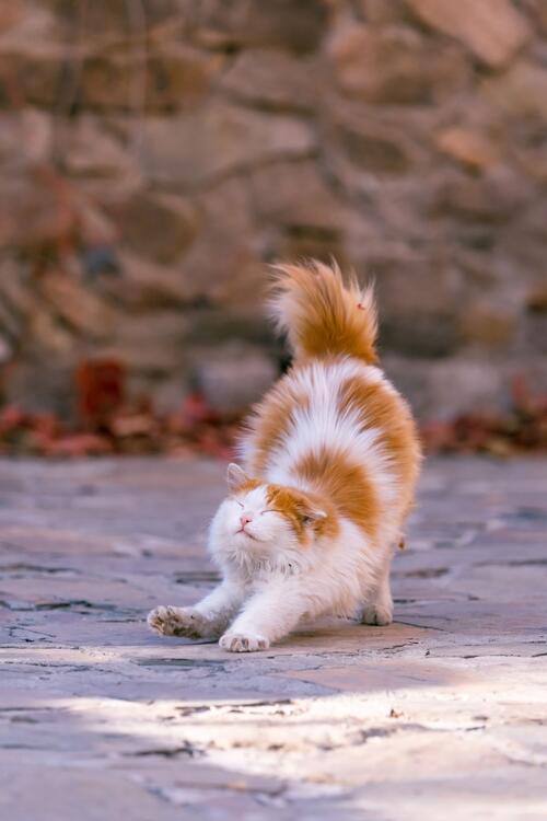 Gato 116488