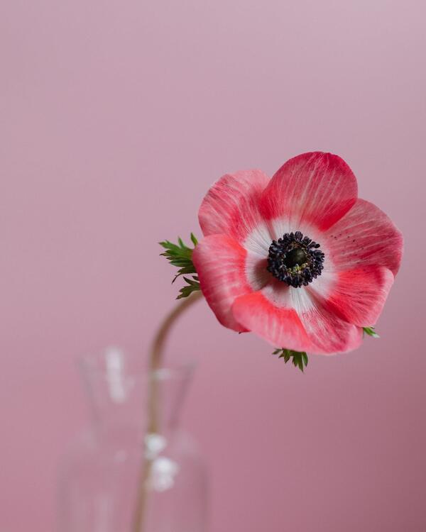 Rosa 197011