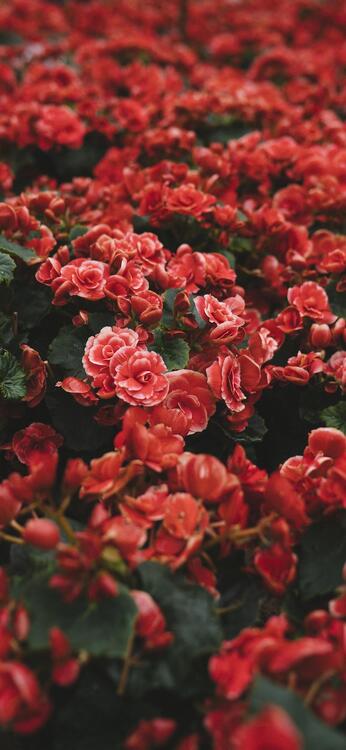Spring 120087