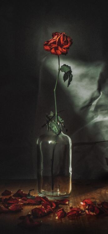 Spring 120146