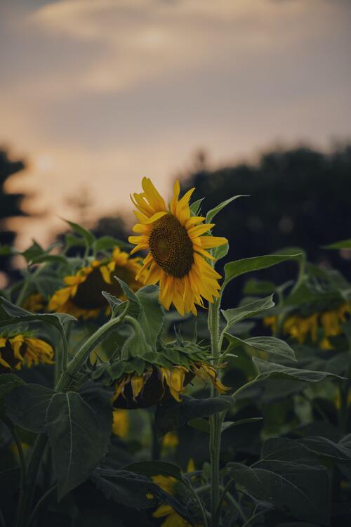 Spring 117671