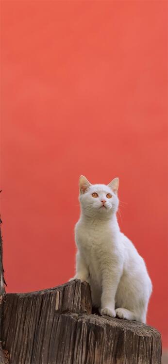 Cat 113671