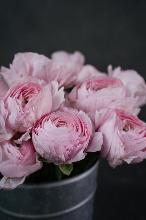 Pink 197010