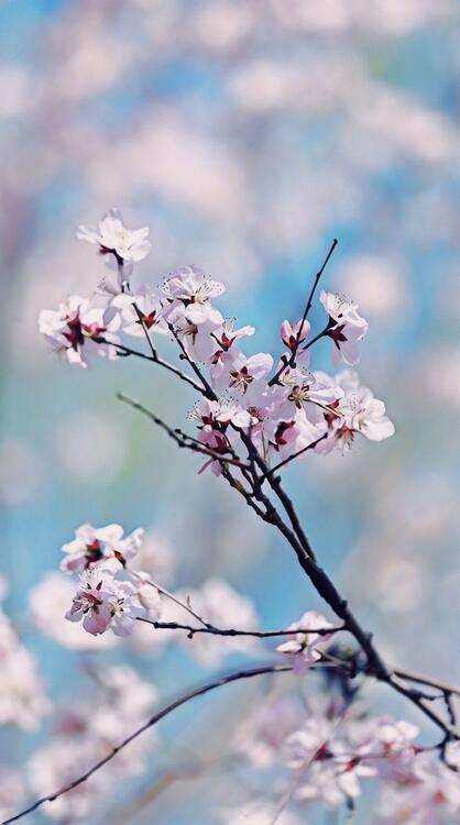 Nature 118356