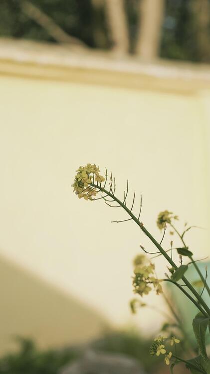 Aesthetic 122886
