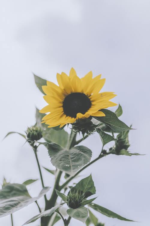 Wallpaper aesthetic wallpapers iPhone