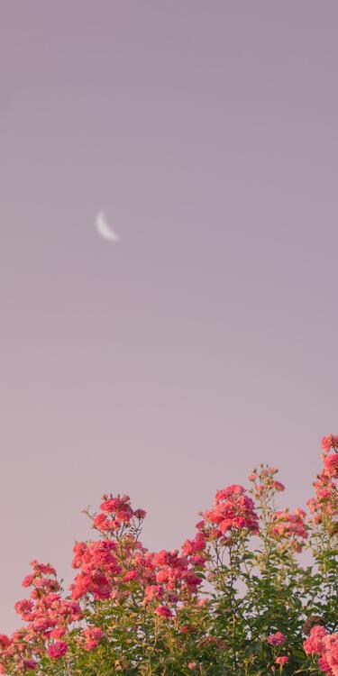 粉色