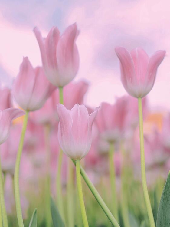 Pink 127553